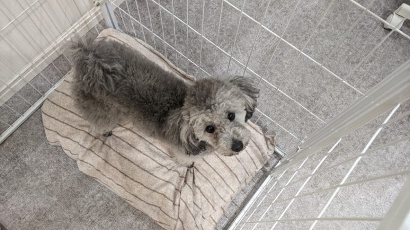 ペットフロアで床リフォーム